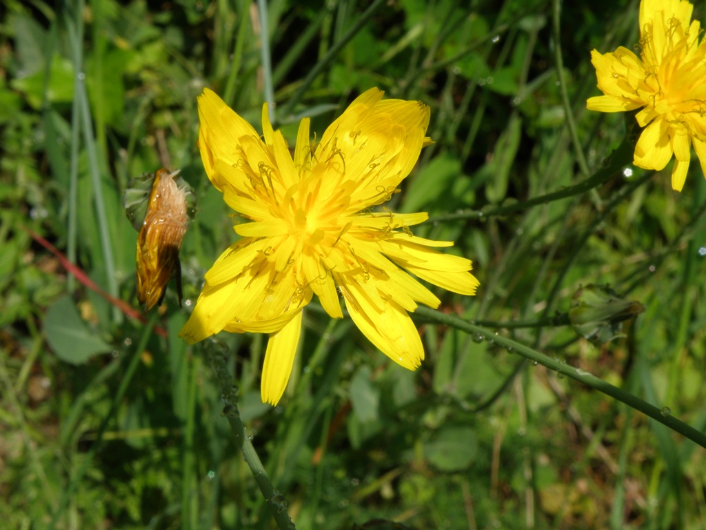 Asteracea - Reichardia picroides